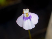 Utricularia uniflora 'L-Form'