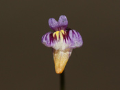 Utricularia violacea