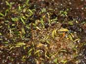Utricularia vitellina