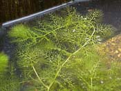 Utricularia vulgaris