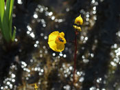 Utricularia x neglecta