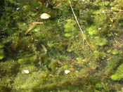 Utricularia x neglecta