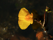 Utricularia x neglecta