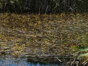 Utricularia x neglecta