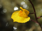 Utricularia x neglecta