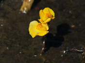 Utricularia x neglecta