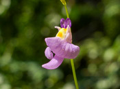 Utricularia warburgii