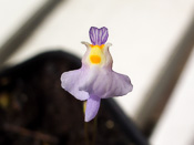 Utricularia warburgii