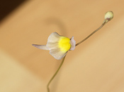 Utricularia welwitschii