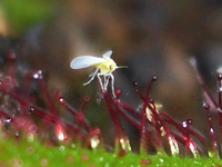 Ash whitefly