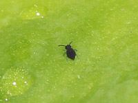 Springtail Allacma fusca