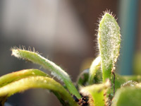 Powdery mildew 