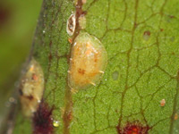 Scale insects