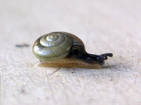 Schnecke