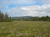 Torfhaus-Moor