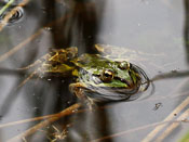 Pelophylax x esculentus