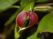 Bulbophyllum masdevalliaceum